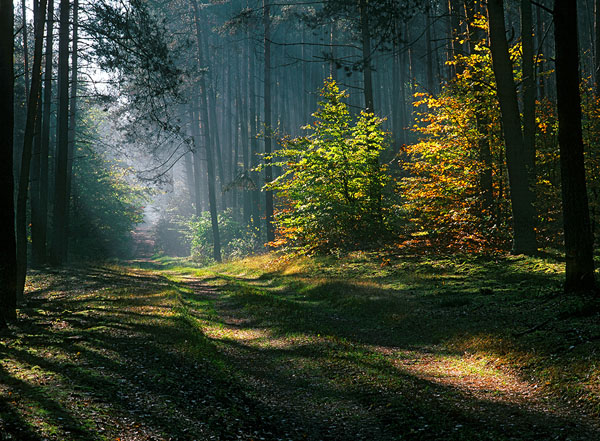 Wiesław Lipiec – fotografia, zdjęcia, wydawnictwa, Roztocze, Lubelszczyzna, Zamość, krajobraz, pejzaż, przyroda, architektura, zabytki, las, rolnictwo, kwiaty, ogrody